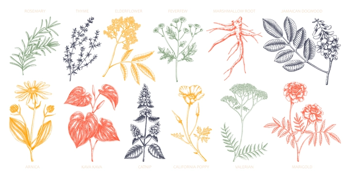 Apothecary plants collection. Medicinal herbs and healing plants sketches in color. Herbal remedies,natural medicine hand-drawn vector illustration. NOT AI genereted